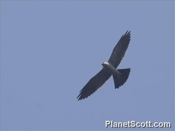 Mississippi Kite (Ictinia mississippiensis)