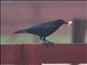 Fish Crow (Corvus ossifragus)