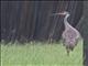 Sandhill Crane (Antigone canadensis)