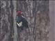 Red-headed Woodpecker (Melanerpes erythrocephalus)