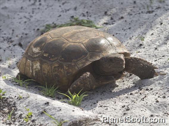 Gopher Tortoise (Gopherus polyphemus)