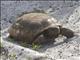 Gopher Tortoise (Gopherus polyphemus)