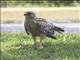 Red-shouldered Hawk (Buteo lineatus)