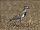 Southern Lapwing (Vanellus chilensis)