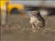 Burrowing Owl (Speotyto cunicularia)