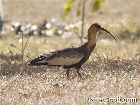 Buff-necked Ibis (Theristicus caudatus)