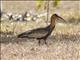 Buff-necked Ibis (Theristicus caudatus)