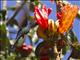 Swallow-tailed Hummingbird (Eupetomena macroura)