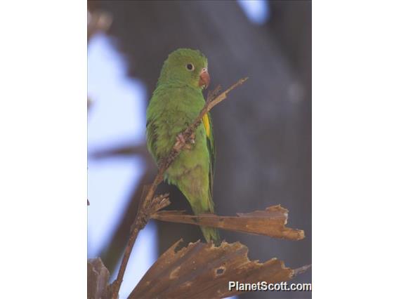 Yellow-chevroned Parakeet (Brotogeris chiriri)