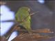 Yellow-chevroned Parakeet (Brotogeris chiriri)