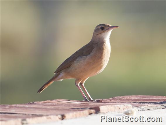 Rufous Hornero (Furnarius rufus)