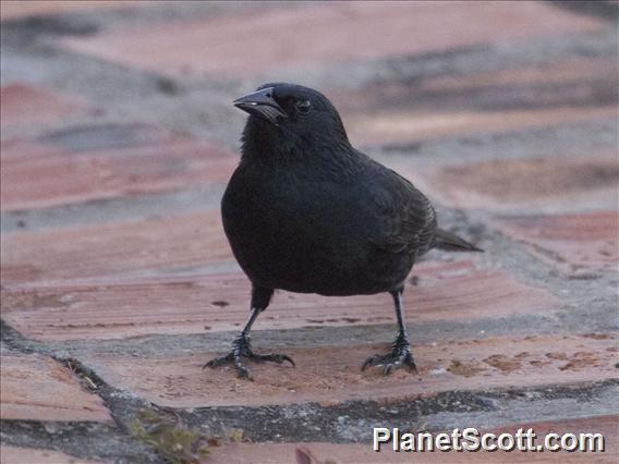 Chopi Blackbird (Gnorimopsar chopi)