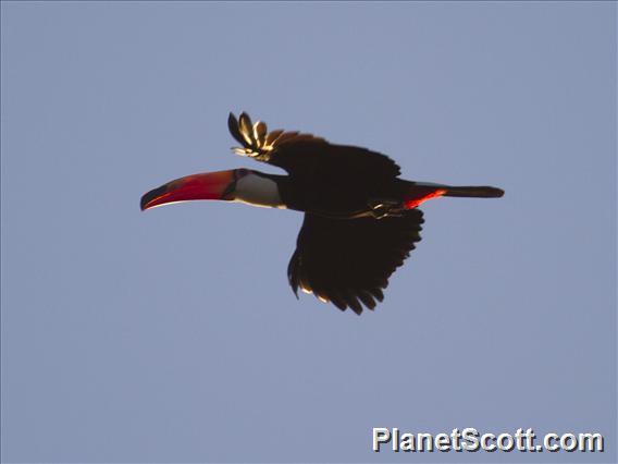 Toco Toucan (Ramphastos toco)