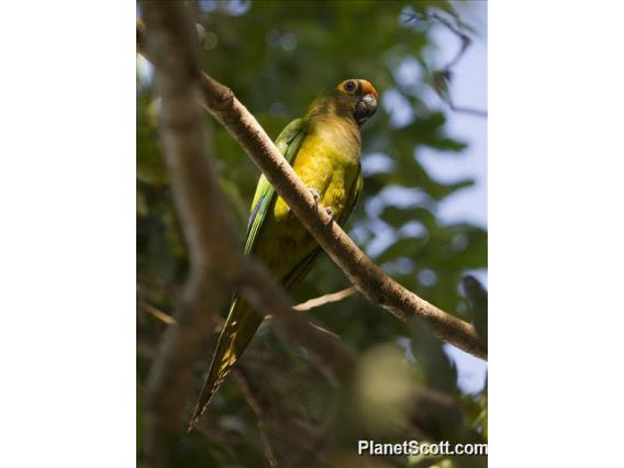 Peach-fronted Parakeet (Eupsittula aurea)