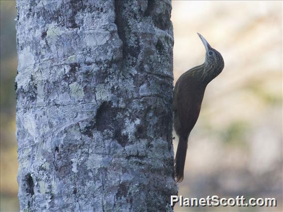 Buff-throated Woodcreeper (Xiphorhynchus guttatus)