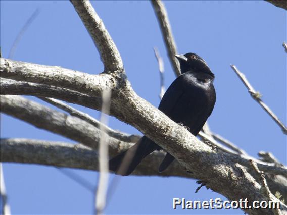 Screaming Cowbird (Molothrus rufoaxillaris)