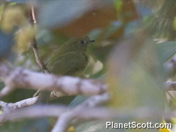 Helmeted Manakin (Chiroxiphia galeata)