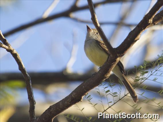 Swainson's Flycatcher (Myiarchus swainsoni)