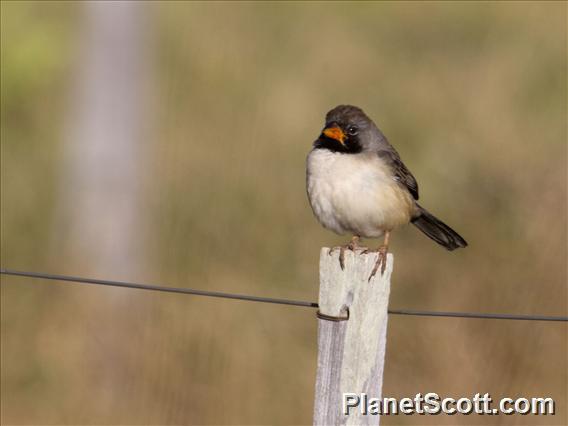 Black-throated Saltator (Saltatricula atricollis)