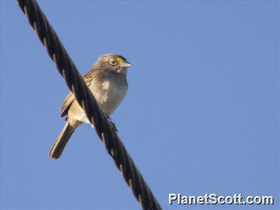 Grassland Sparrow (Ammodramus humeralis)