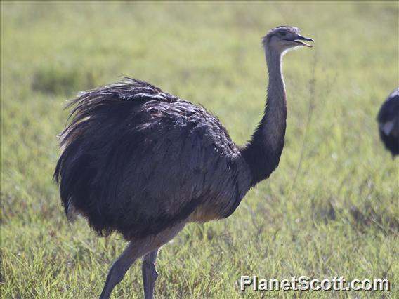 Greater Rhea (Rhea americana)