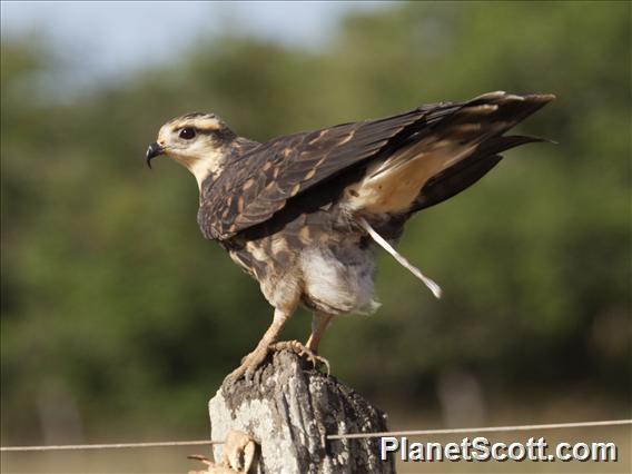 Snail Kite (Rostrhamus sociabilis)