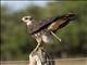 Snail Kite (Rostrhamus sociabilis)