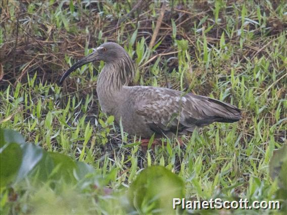 Plumbeous Ibis (Theristicus caerulescens)