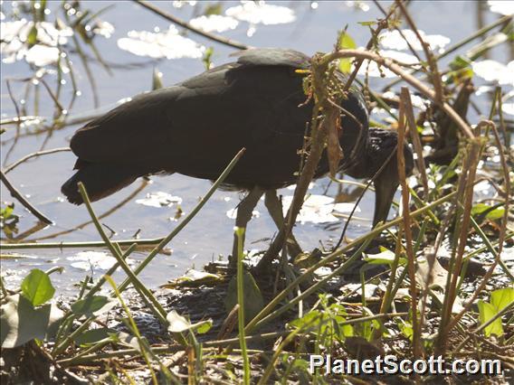 Green Ibis (Mesembrinibis cayennensis)