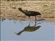 Whispering Ibis (Phimosus infuscatus)