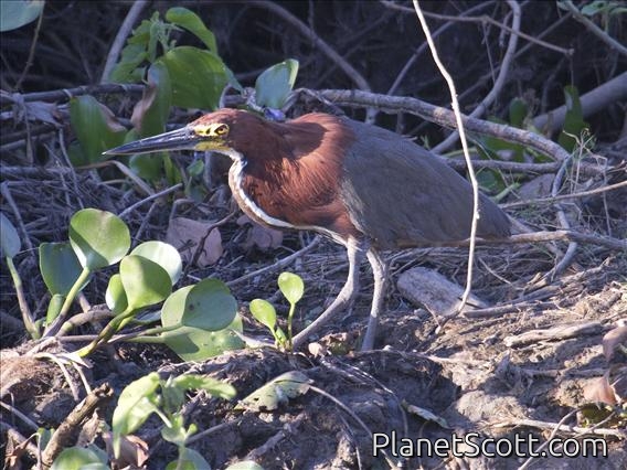 Rufescent Tiger-Heron (Tigrisoma lineatum)