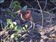 Rufescent Tiger-Heron (Tigrisoma lineatum)