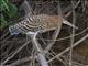 Rufescent Tiger-Heron (Tigrisoma lineatum) Juvenile