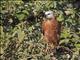 Black-collared Hawk (Busarellus nigricollis)