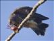 Snail Kite (Rostrhamus sociabilis)