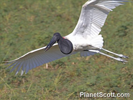 Jabiru (Jabiru mycteria)