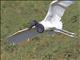 Jabiru (Jabiru mycteria)