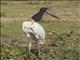 Jabiru (Jabiru mycteria)