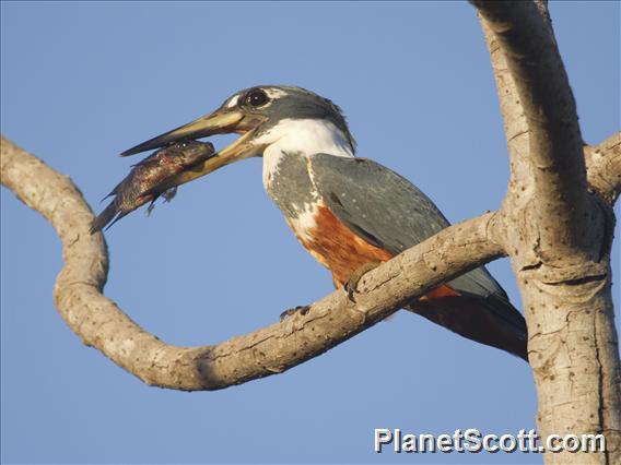 Ringed Kingfisher (Megaceryle torquata)