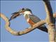 Ringed Kingfisher (Megaceryle torquata)