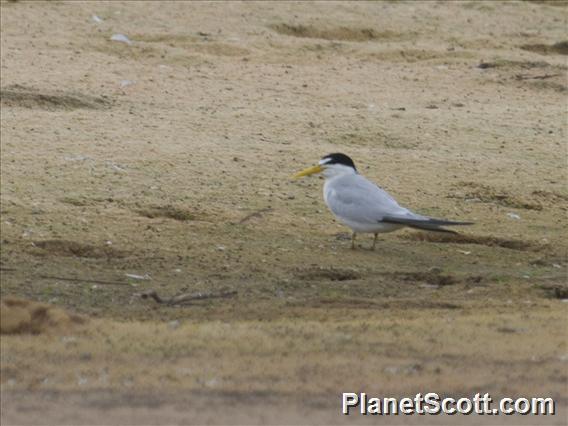 Yellow-billed Tern (Sternula superciliaris)