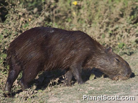 Capybara (Hydrochoerus hydrochaeris)