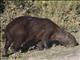 Capybara (Hydrochoerus hydrochaeris)