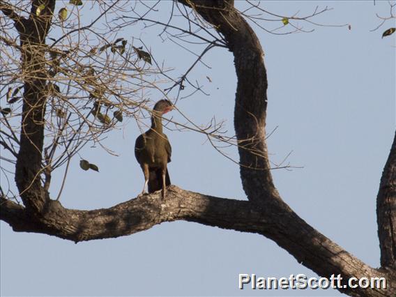 Chaco Chachalaca (Ortalis canicollis)