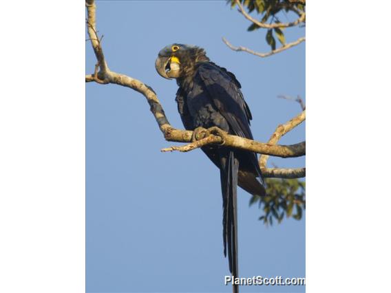 Hyacinth Macaw (Anodorhynchus hyacinthinus)