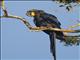 Hyacinth Macaw (Anodorhynchus hyacinthinus)