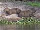 Capybara (Hydrochoerus hydrochaeris)