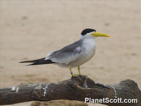 Large-billed Tern (Phaetusa simplex)