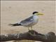 Large-billed Tern (Phaetusa simplex)