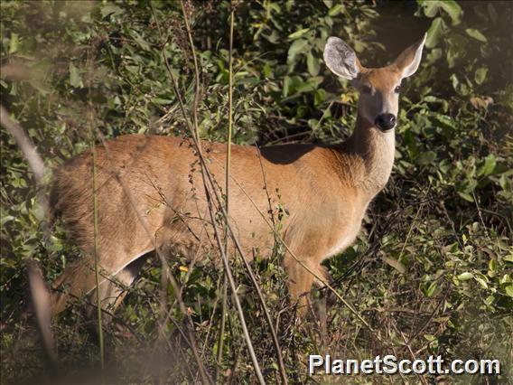 Marsh Deer (Blastocerus dichotomus)